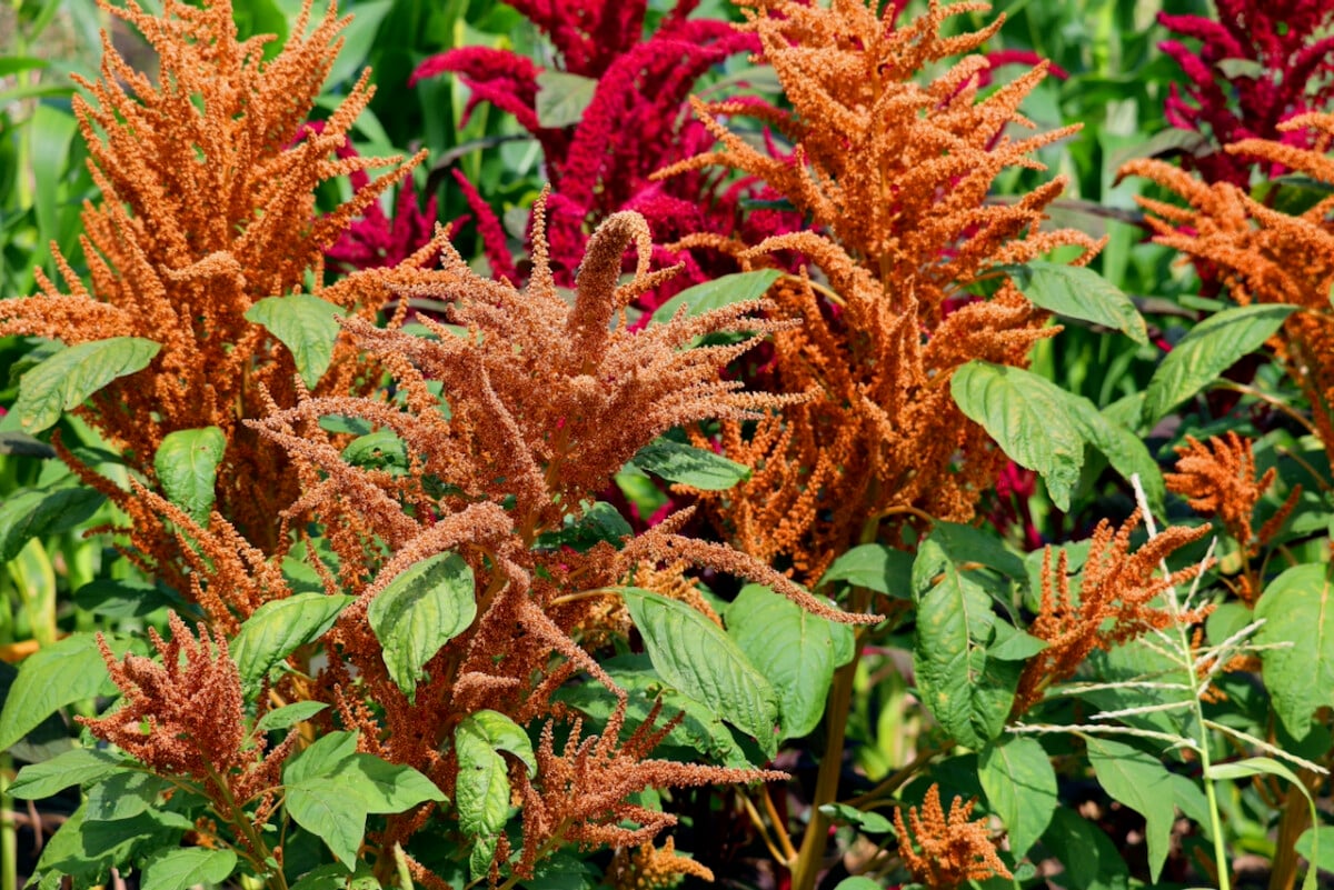 A flower bed of several different colored types of Amaranth in bloom