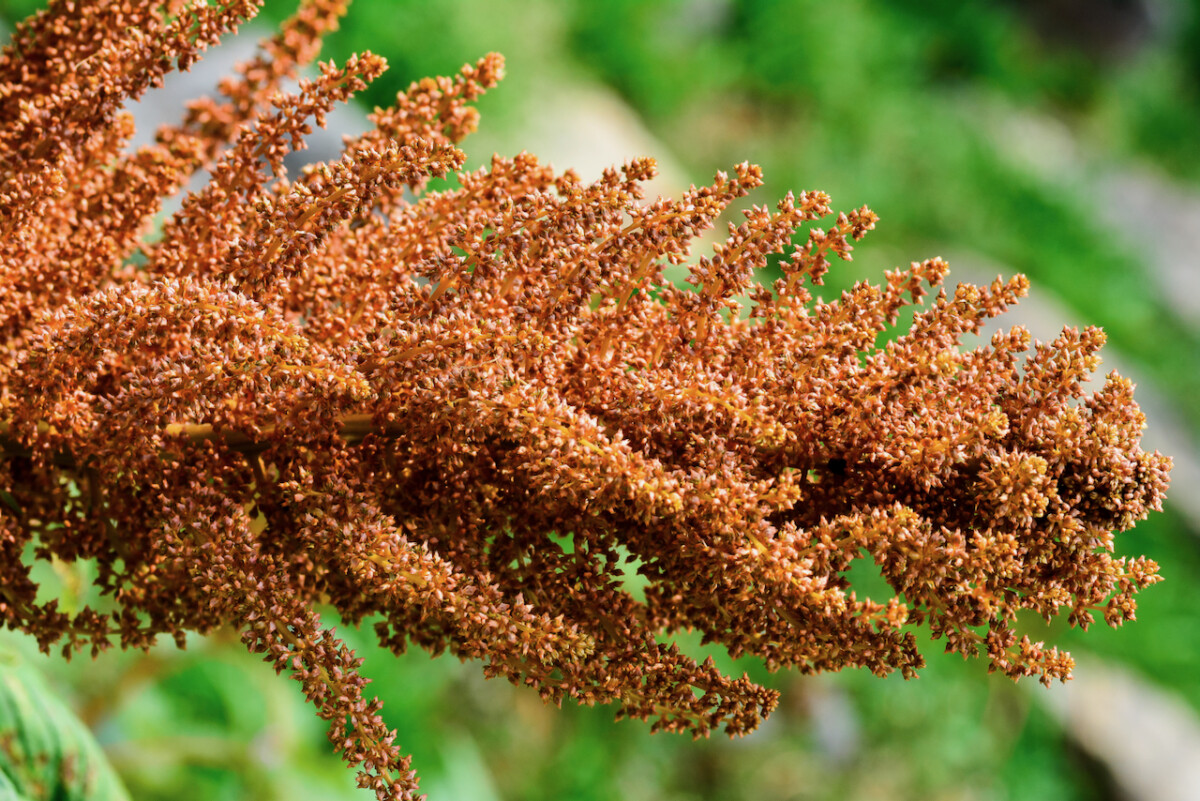 Amaranth 'Golden giant' flower head with is rich honey color