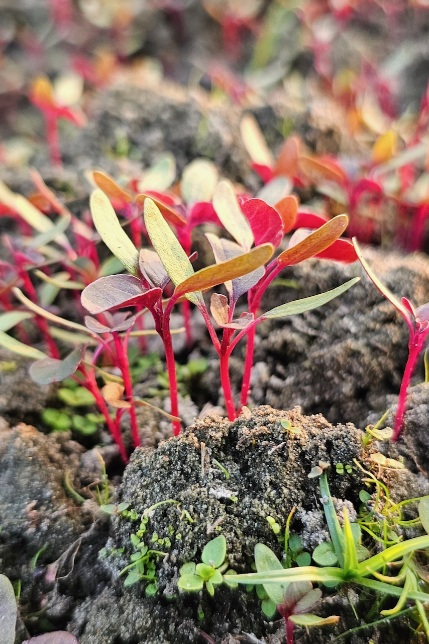 Tiny amaranth seedlings sprouting from the ground