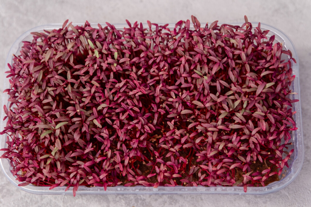 A microgreens tray with burgundy amaranth sprouts growing in it