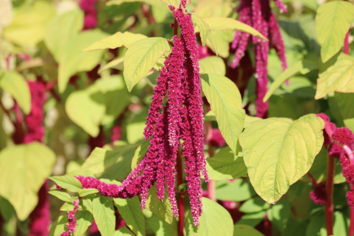 Amaranthus caudatus with it's lime green leaves and long drooping fuchsia flowers.
