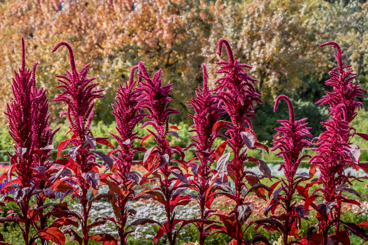 Tall burgundy-colored Amaranth plants growing in a garden