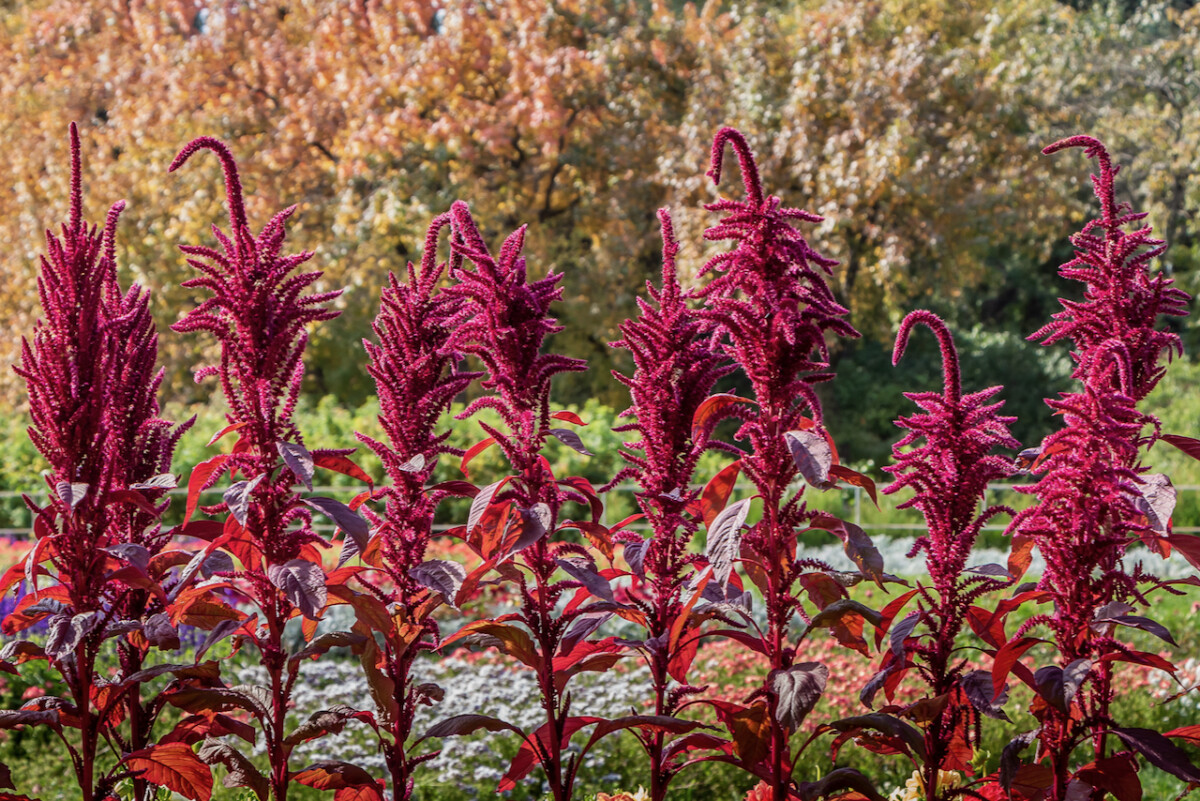 Tall burgundy-colored Amaranth plants growing in a garden