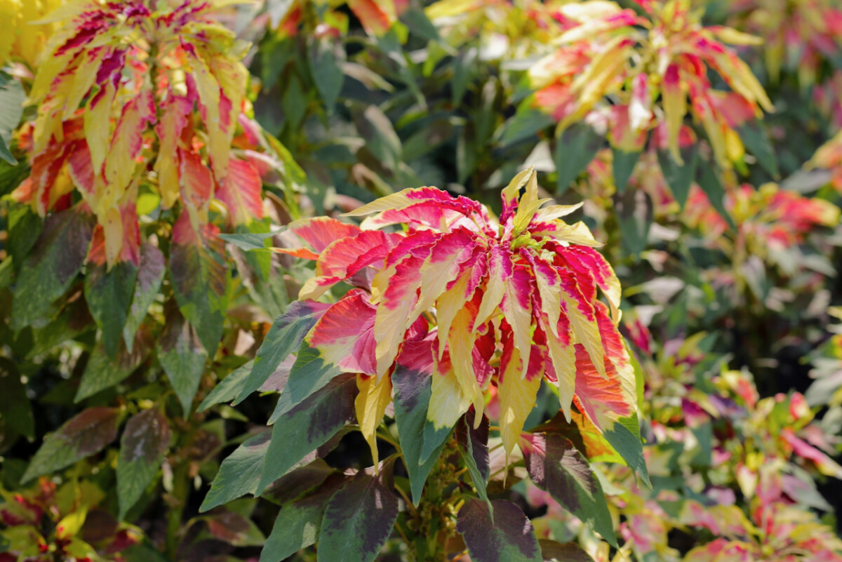 Amaranthus tricolor leaves in green, red and cream