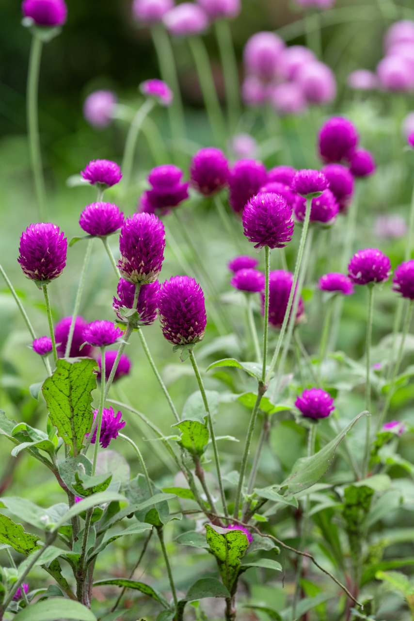 Globe amaranth flowers with pink-purple blossoms and jade green leaves