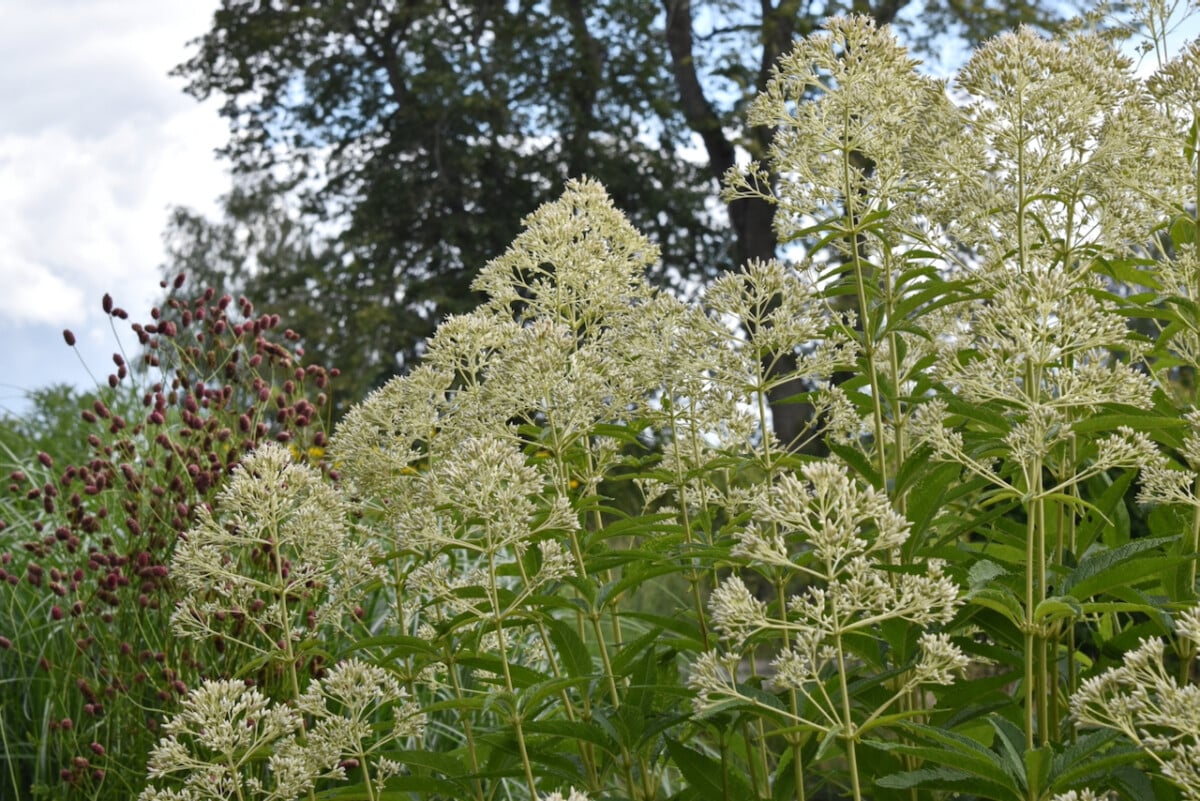Eutrochium fistulosum 'Ivory Towers'