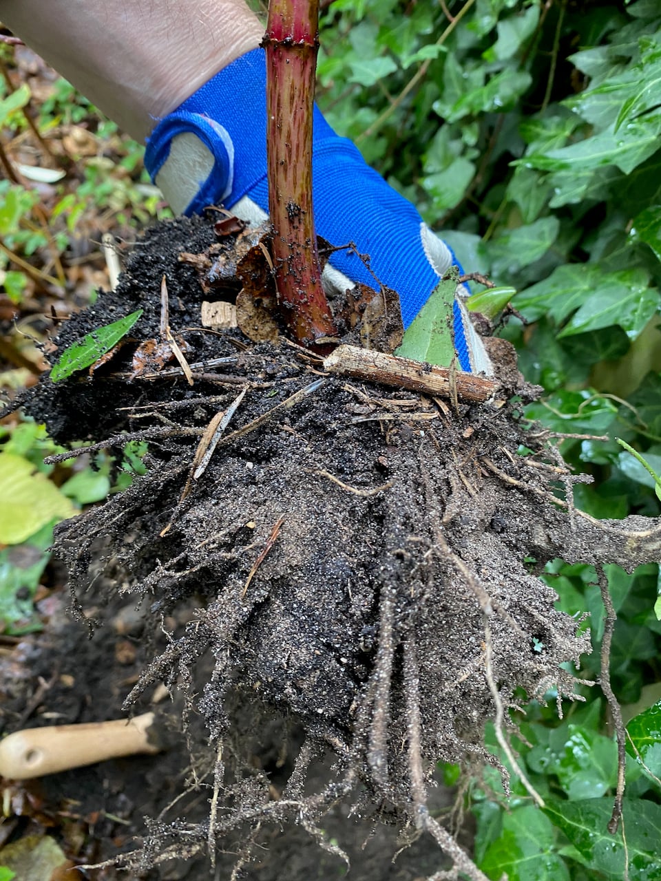 Large roots of a Joe Pye plant