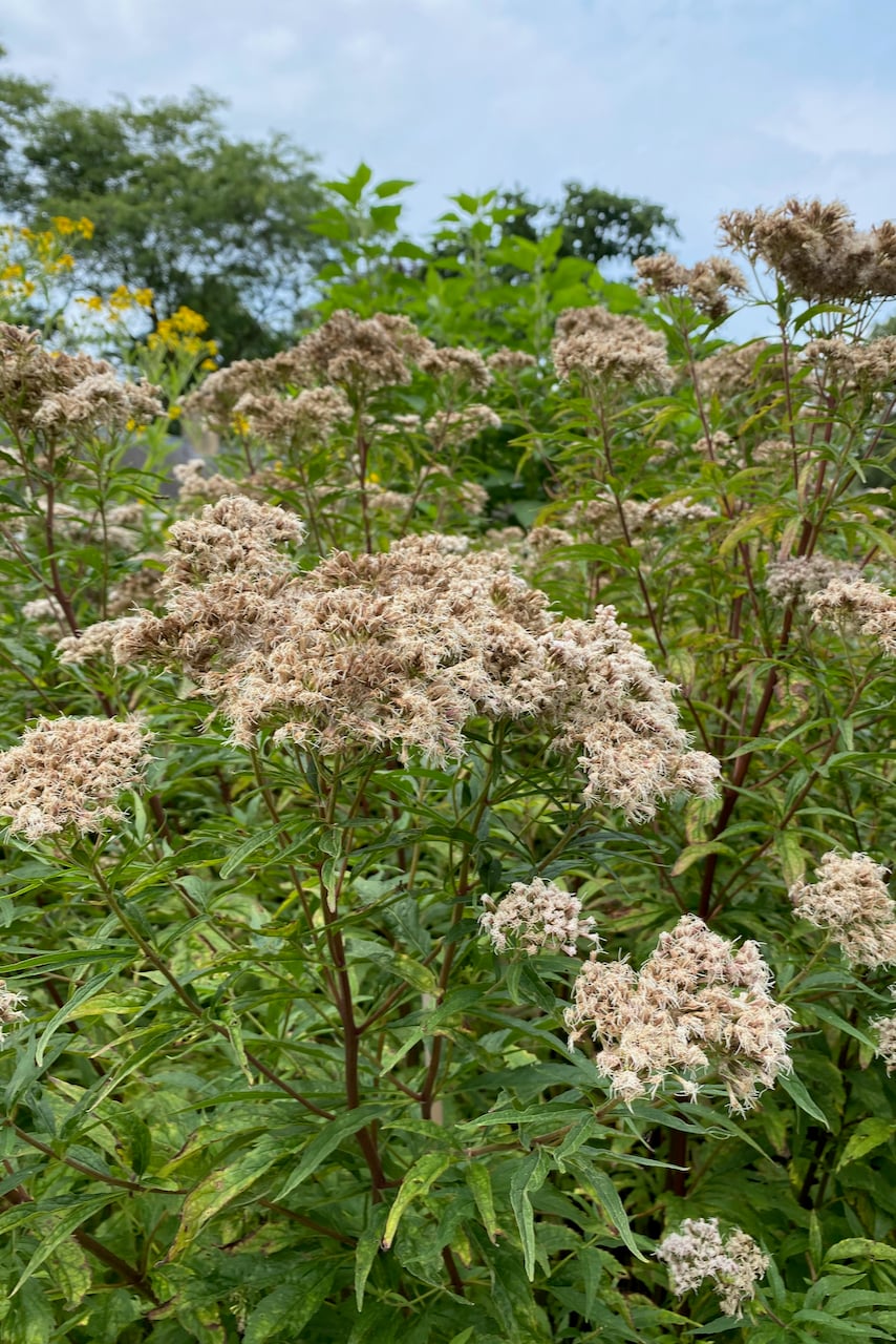 Joe Pye seedheads