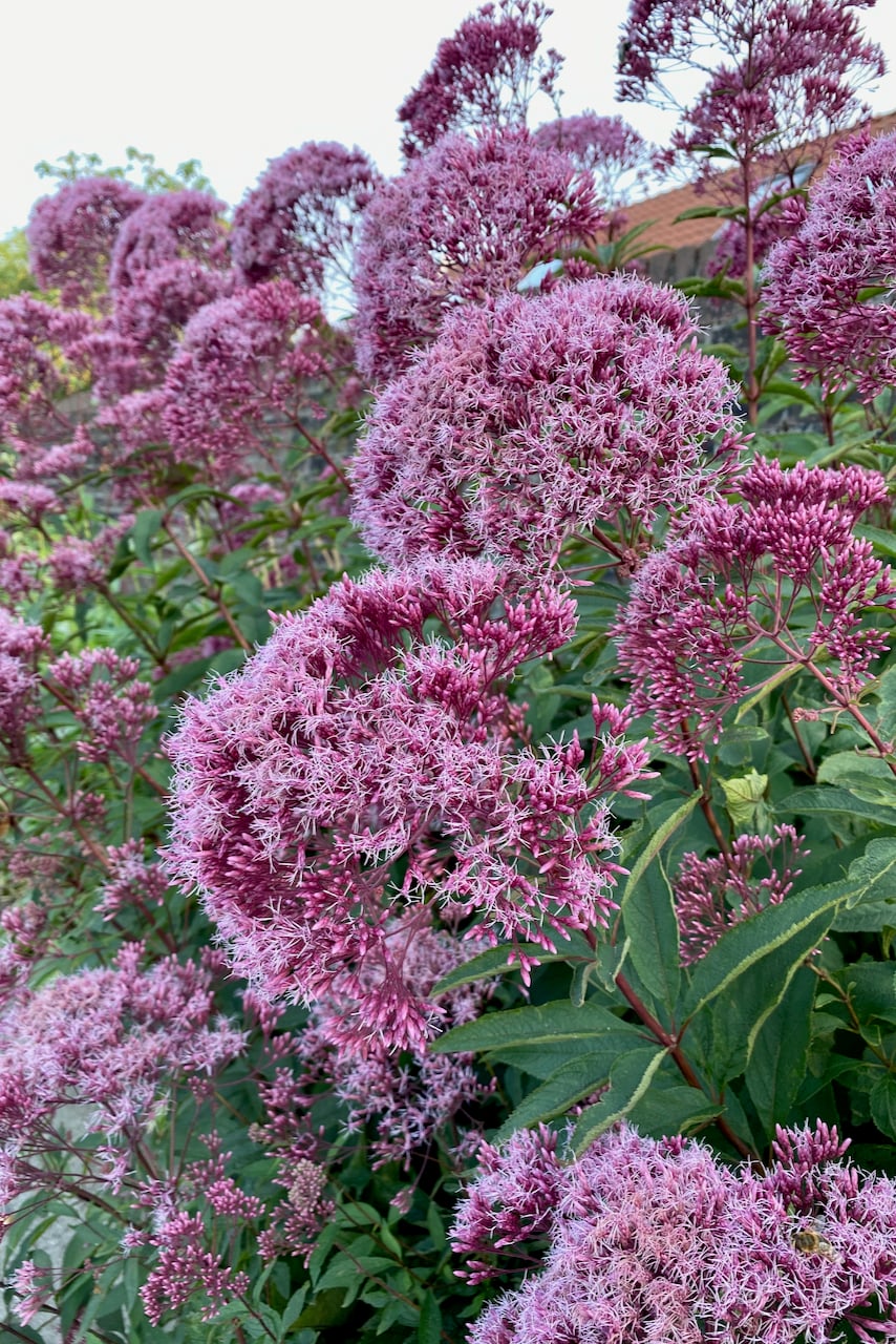 Flowering Joe Pye stalks