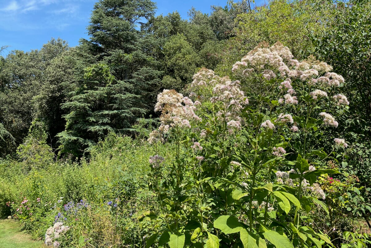 Joe Pye growing on the border of a forest