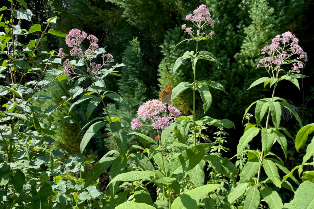 Butterfly on Joe Pye plant