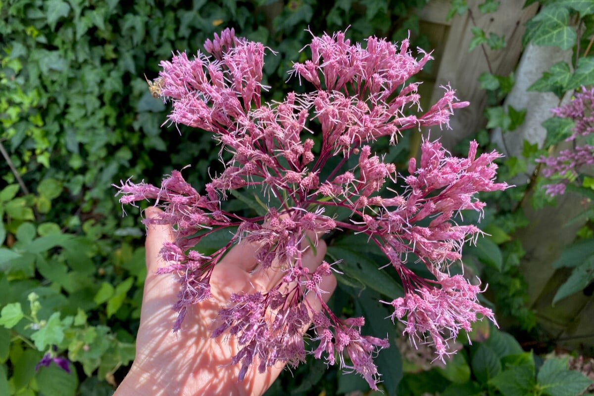Woman's hand holding a large Joe Pye blossom