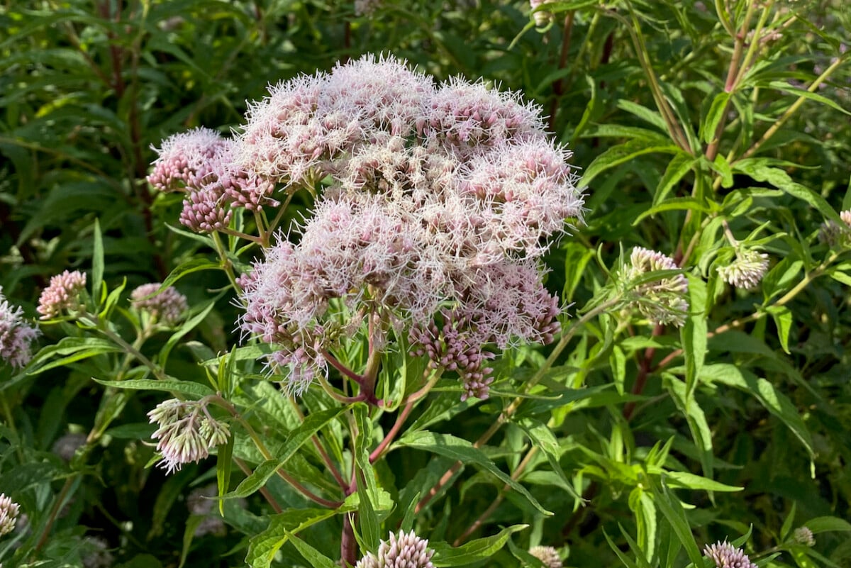 Eutrochium purpureum