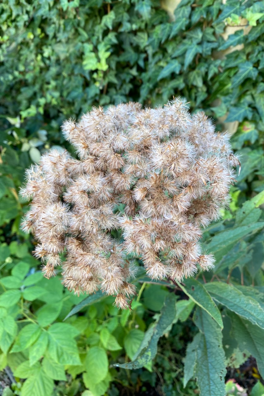 Fuzzy Joe Pye seedhead