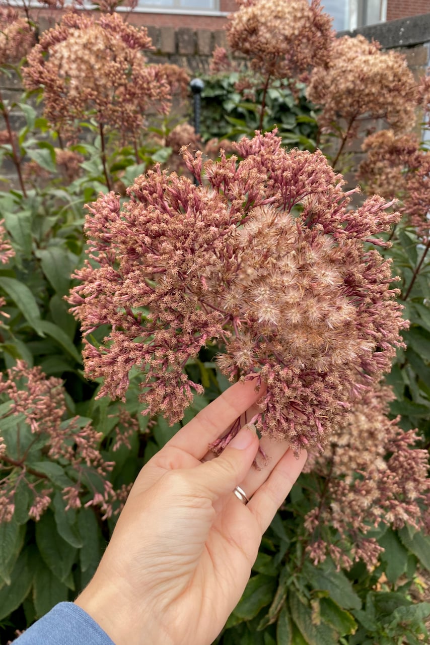 Woman's hand holding a fading Joe Pye blossom