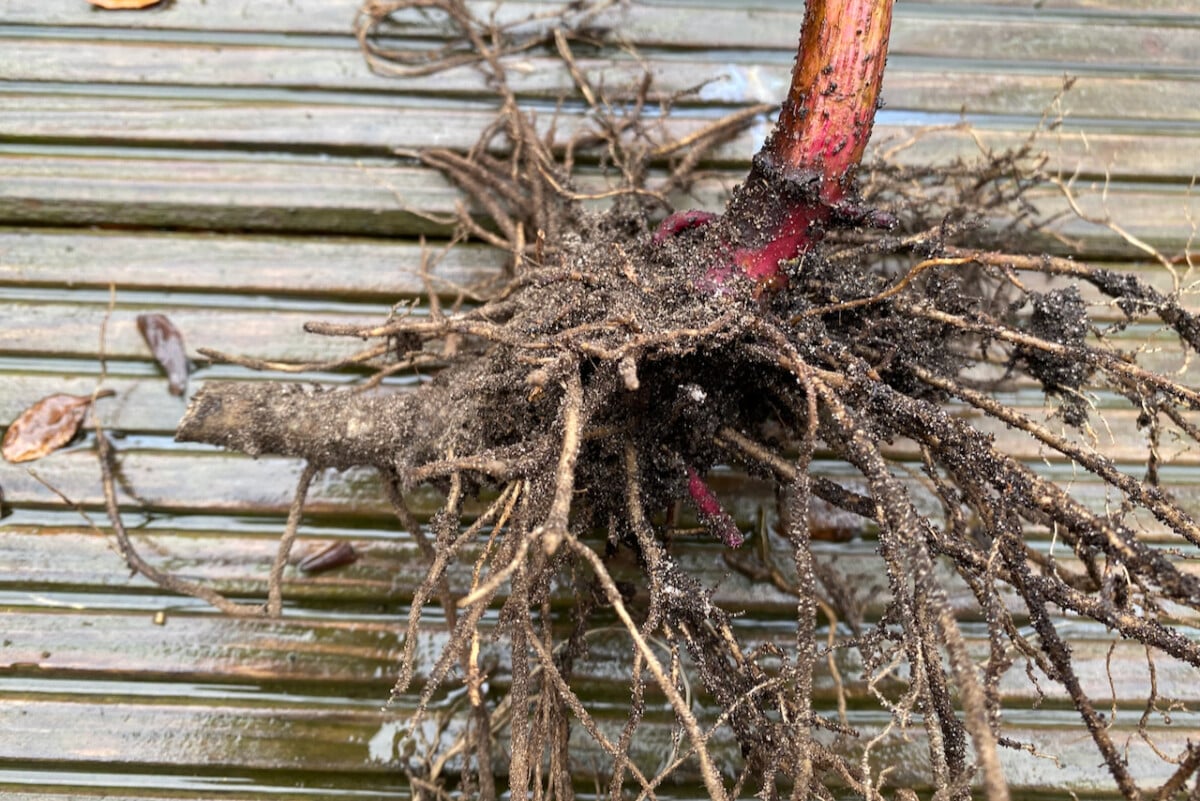 Root system of Joe Pye plant