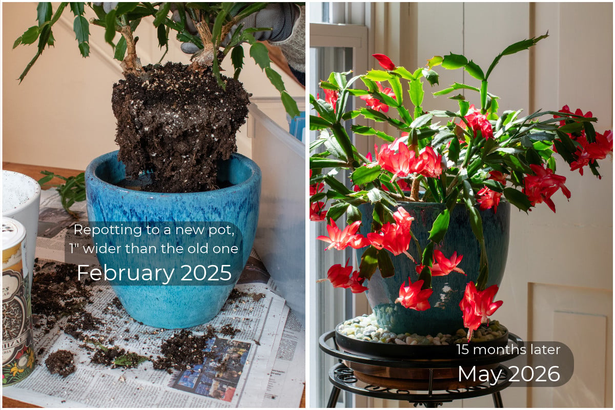 A Thanksgiving cactus hovering above a plant pot with text that reads, "Repotting to a new pot, 1" wider than the old one, February 2025, The same plant 15 months later in full bloom with text that reads, "15 months later, May 2026"