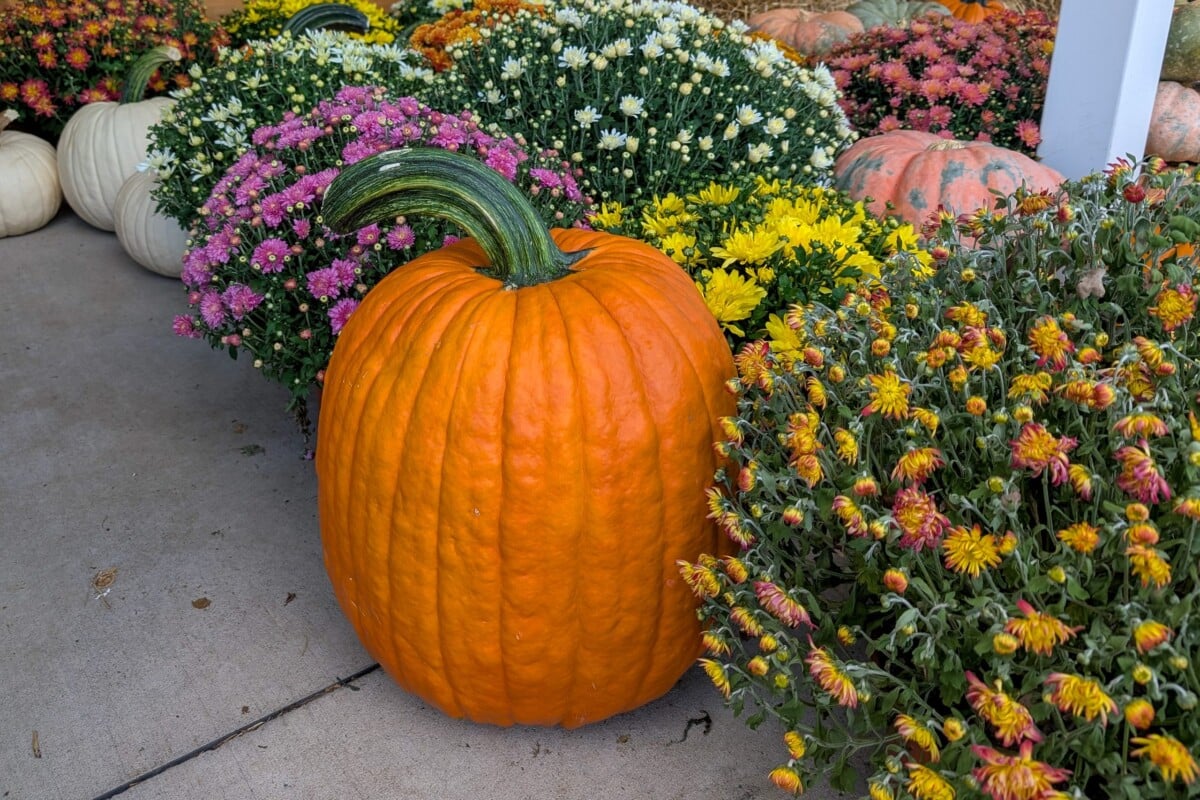 A tallish pumpkin with a nice long, green stem set among many pots of chrysanthemums, the mums are wilting