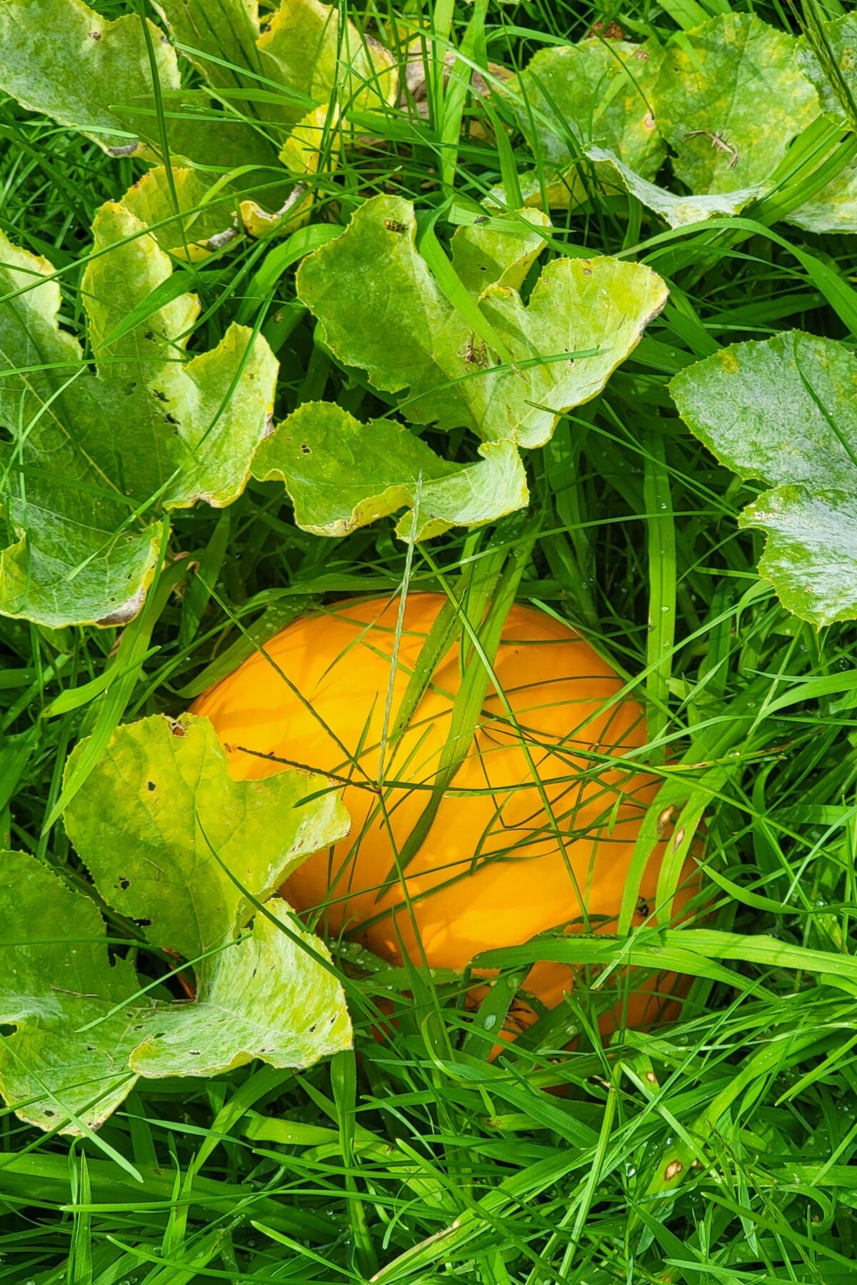 An orange pumpkin growing in the grass.