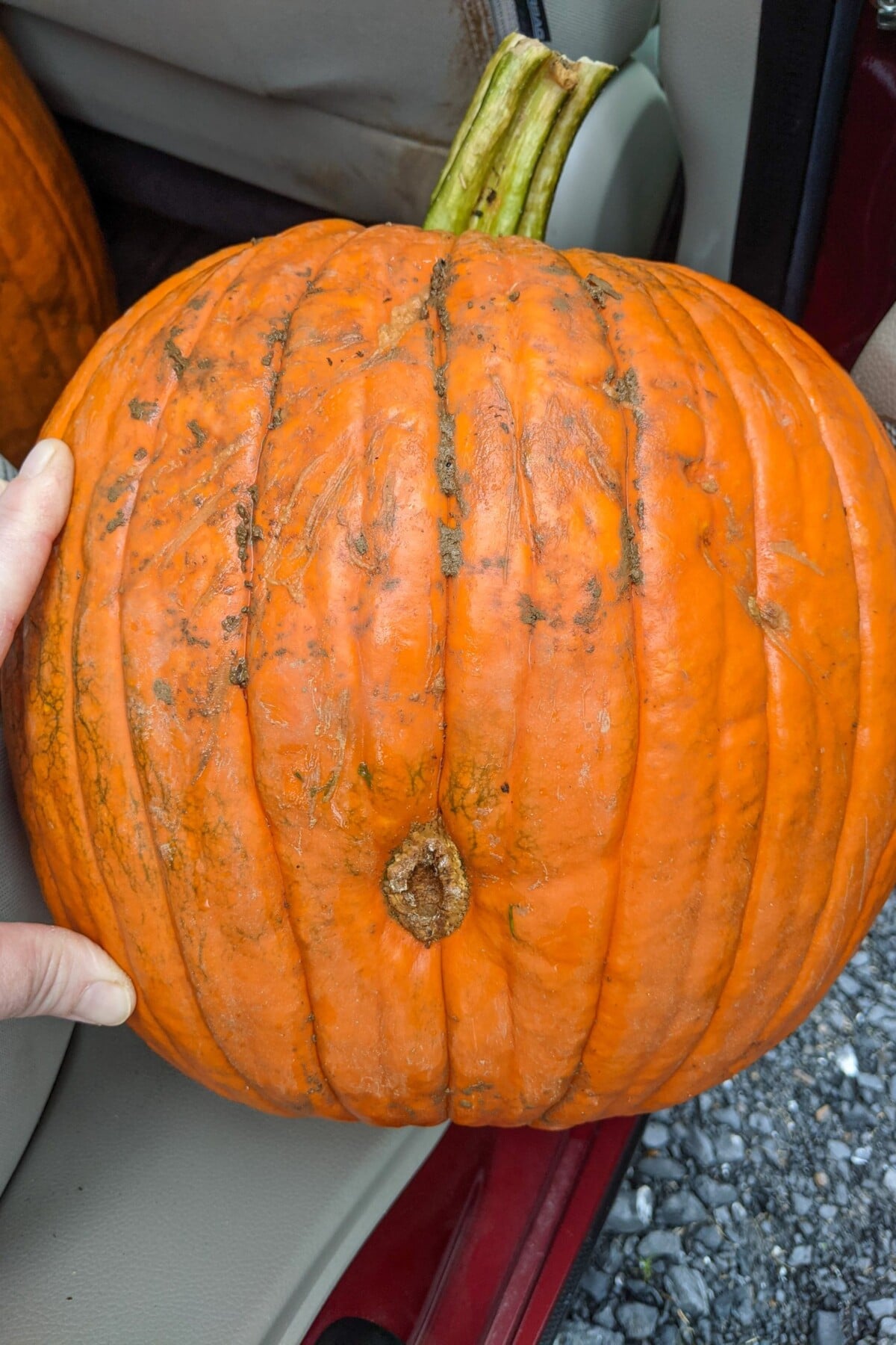 A large, muddy carving pumpkin with a round, woody scar on the side of the pumpkin.