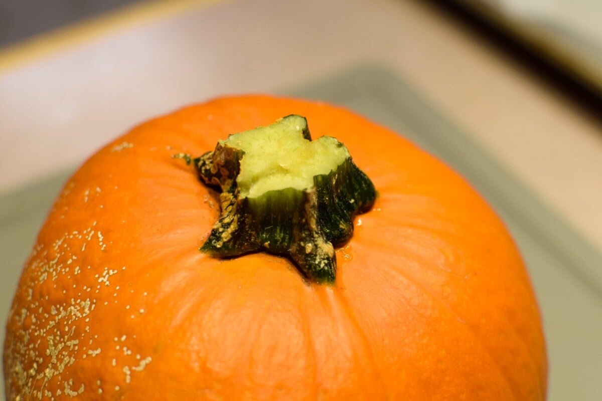 A pumpkin with the stem snapped off