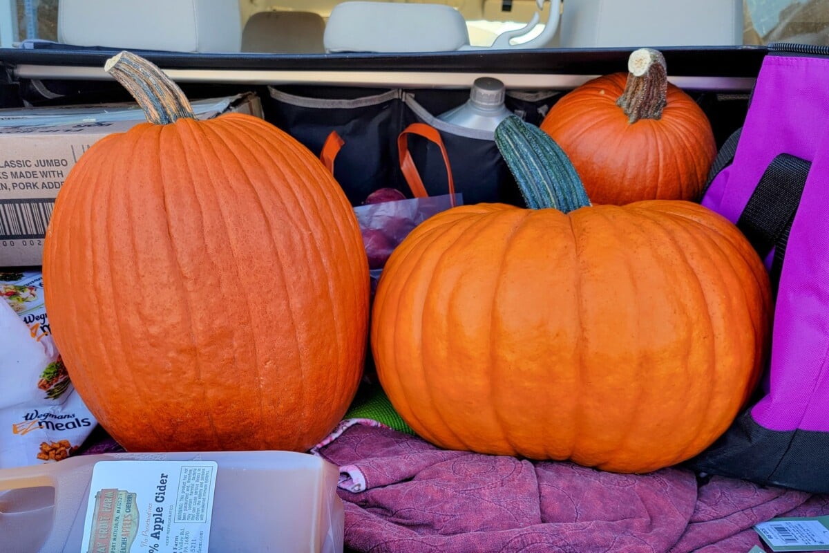 Three pumpkins and a half gallon of apple cider in the hatch of a car.