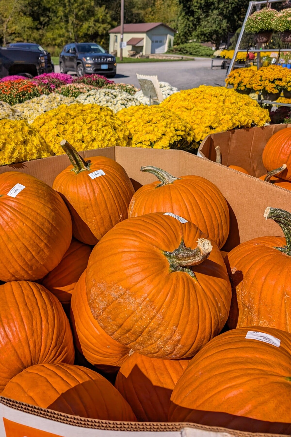 A large cardboard bin full of carving pumpkins for sale.