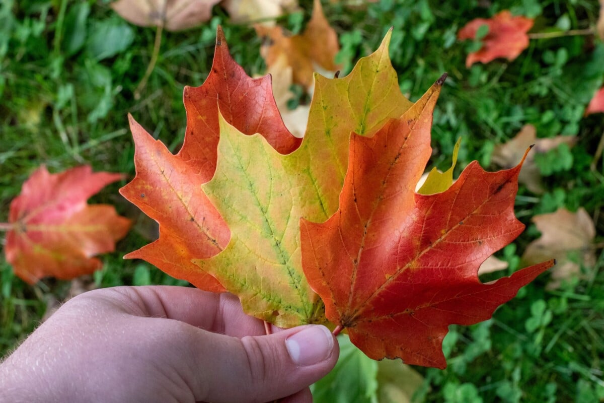 Hand holding three colorful maple leaves in the fall