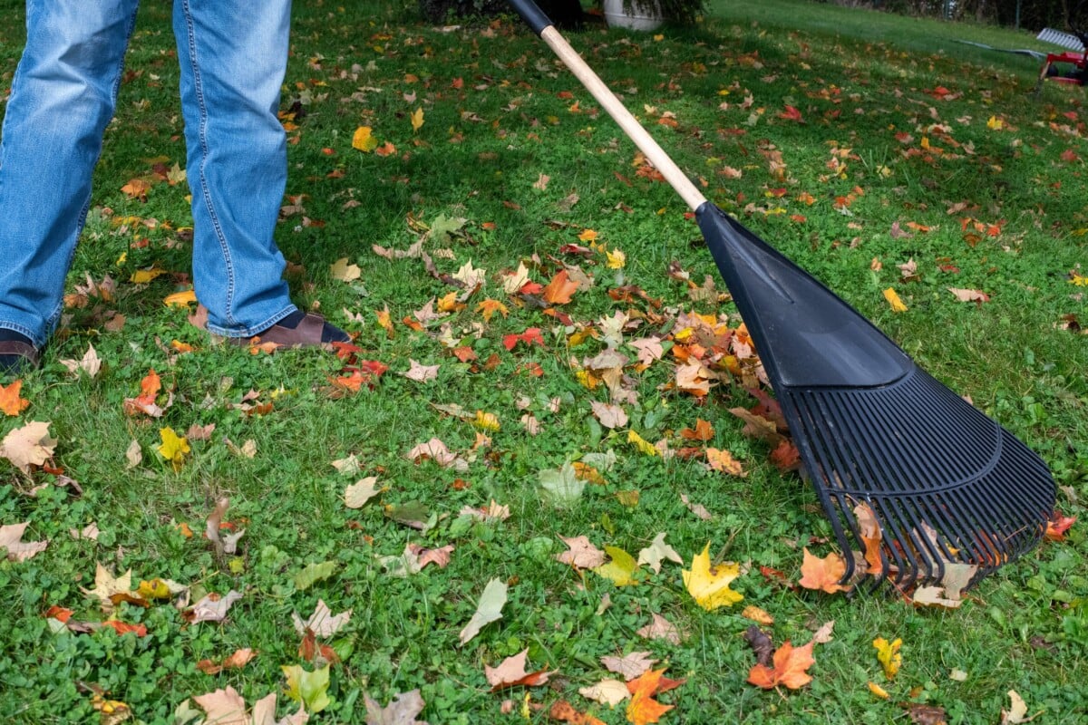 Someone's legs from the waist down, raking leaves from a lawn