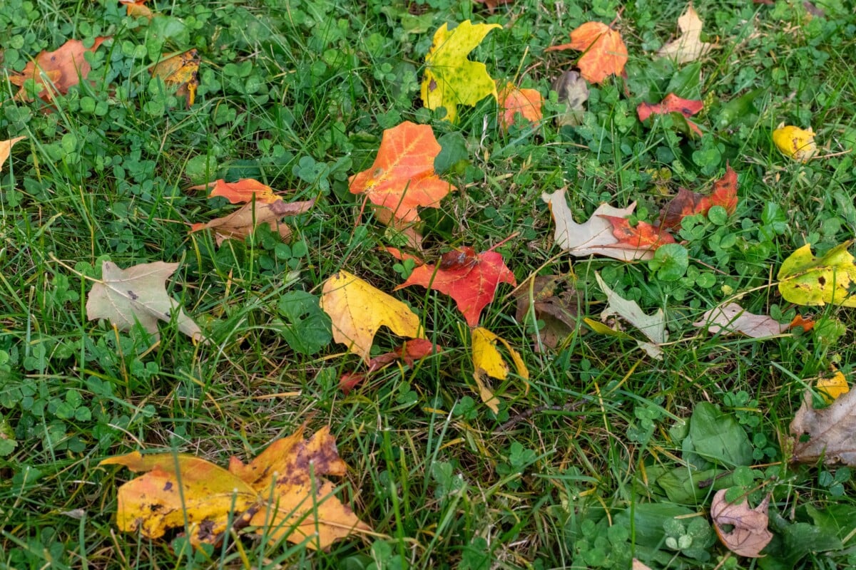 Colorful fall leaves scattered across a lawn