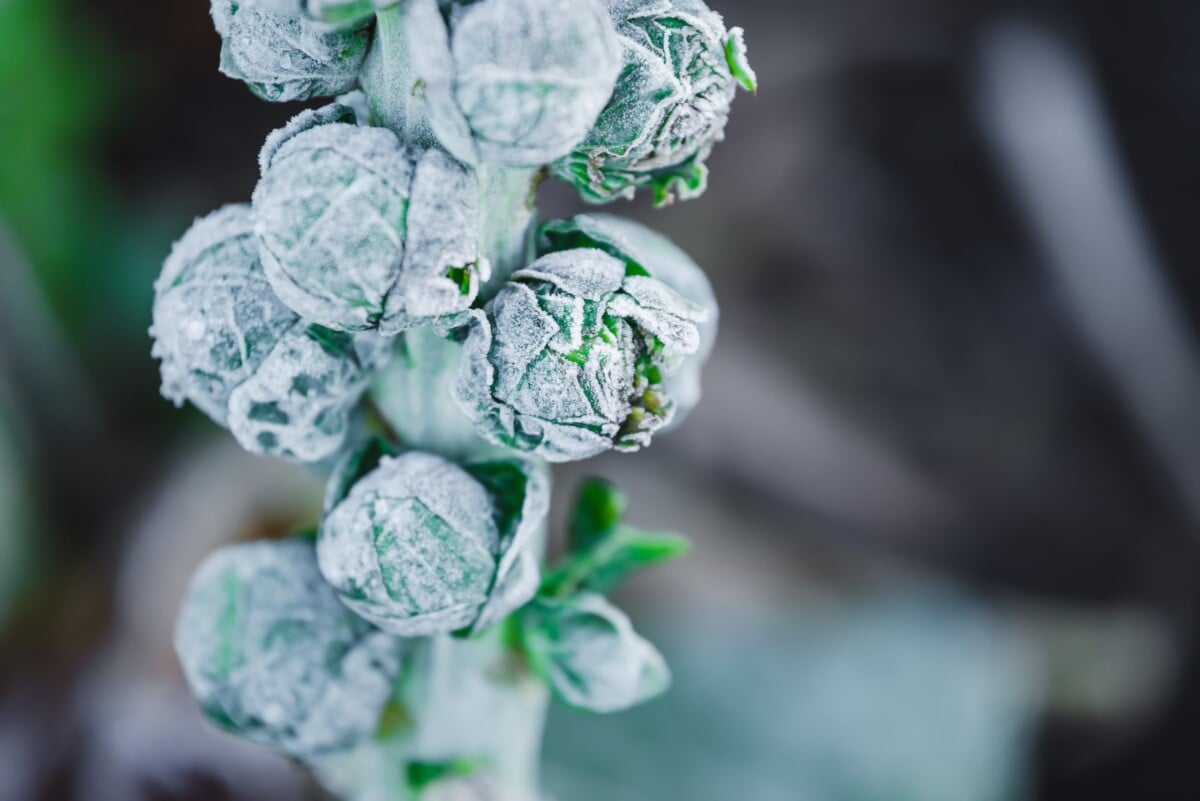 Brussels sprouts covered in frost
