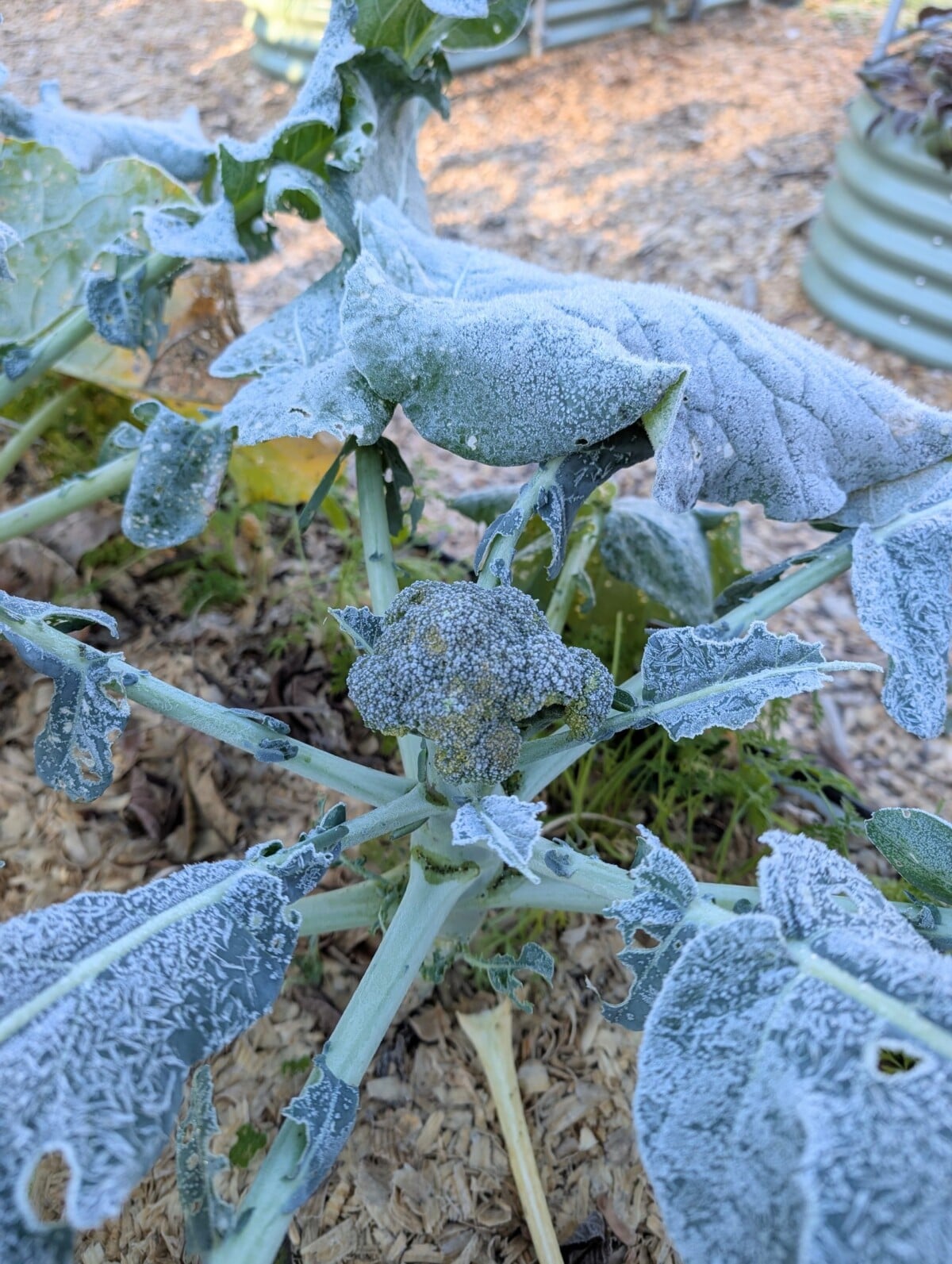 A broccoli plant covered in frost in a raised bed