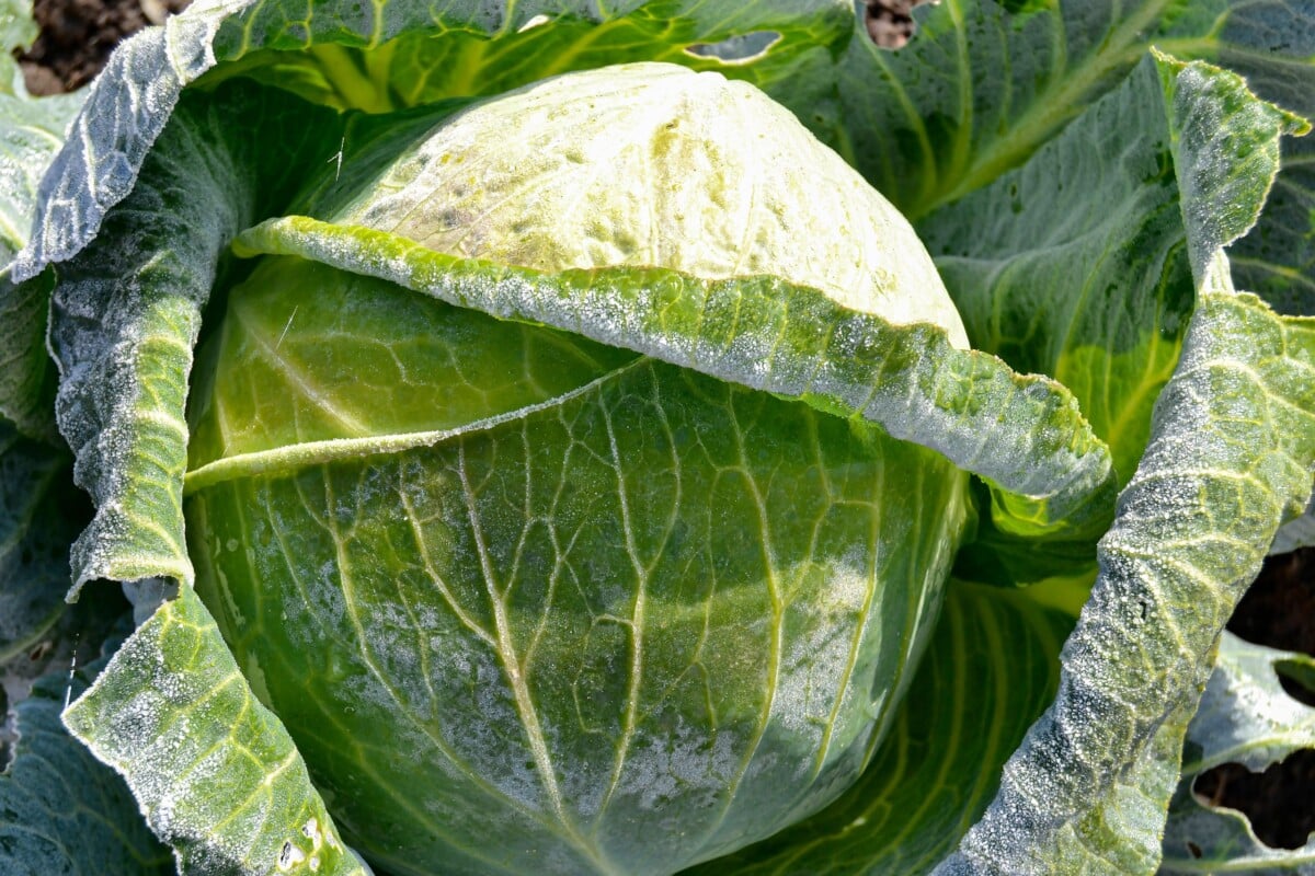 Cabbage head covered in frost