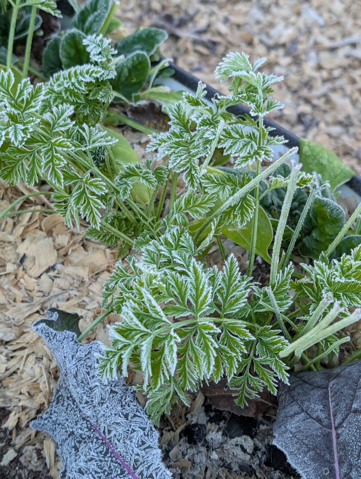 Carrot greens covered in frost in a raised bed