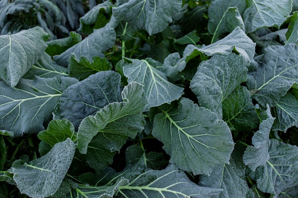 Frost-covered collards