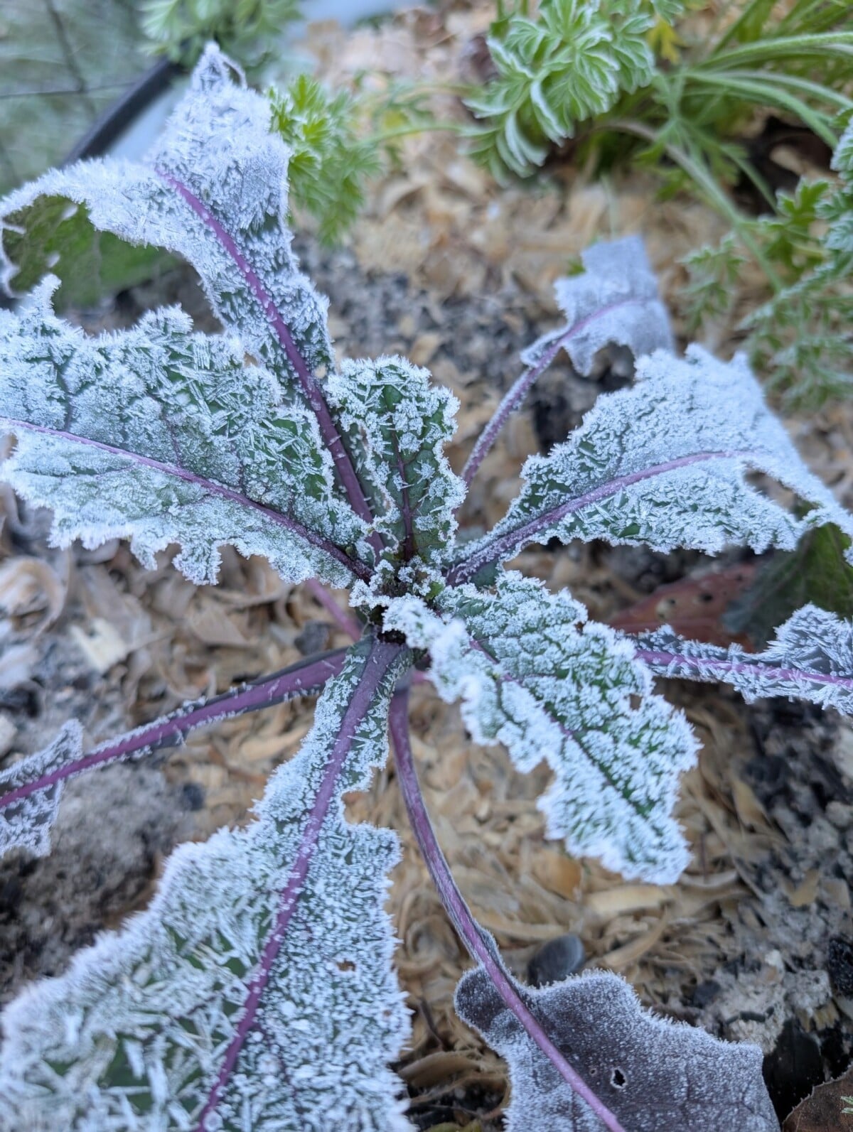 Kale in a raised bed covered in frost