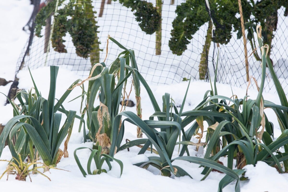 Leeks growing up through the snow
