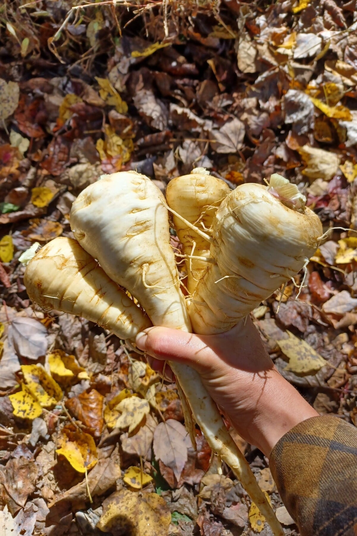 woman's hand holding freshly harvested parsnips