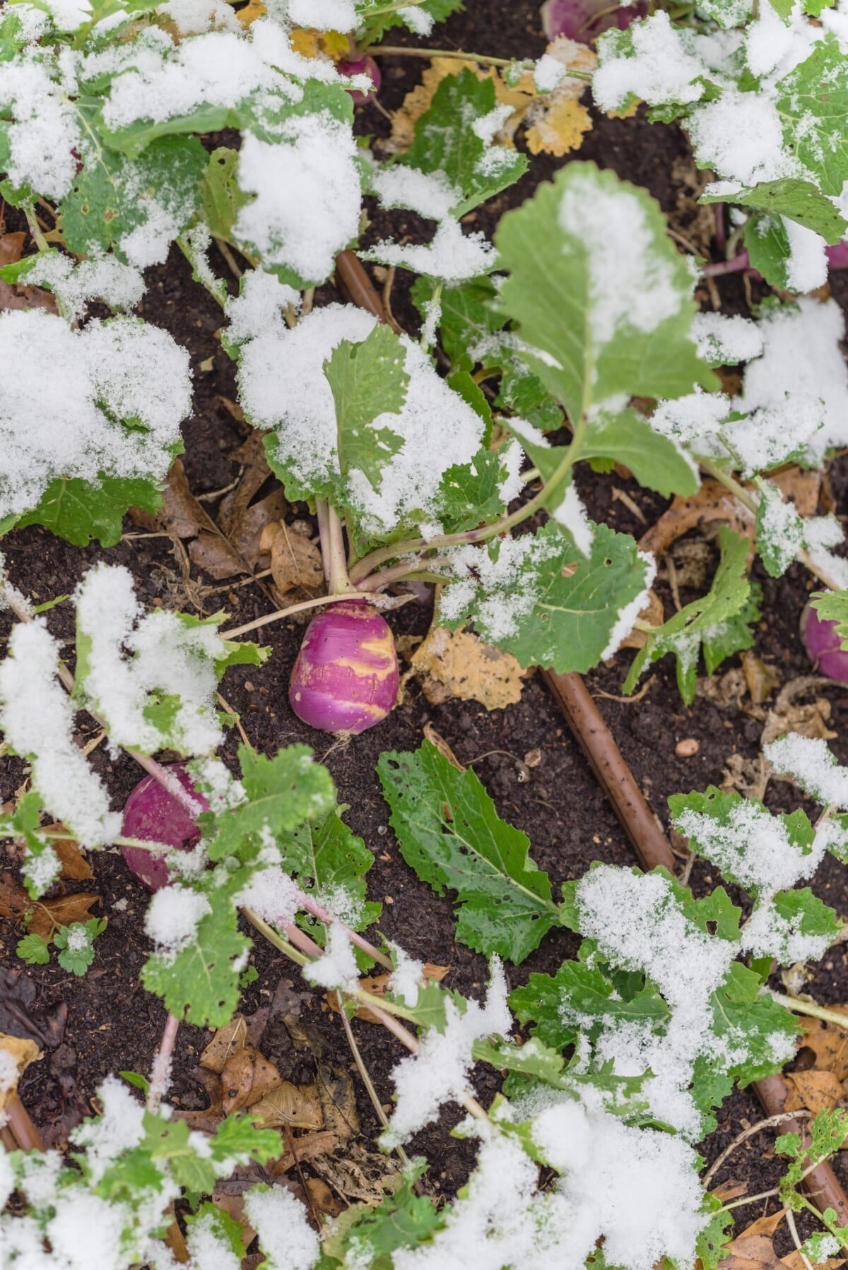 Frost-covered rutabaga growing in garden
