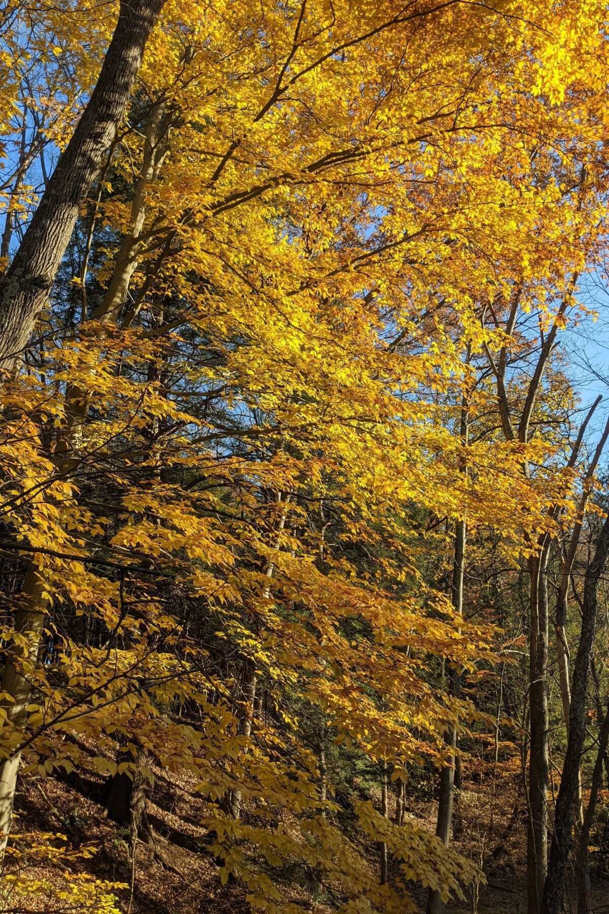 Golden beech trees in the fall