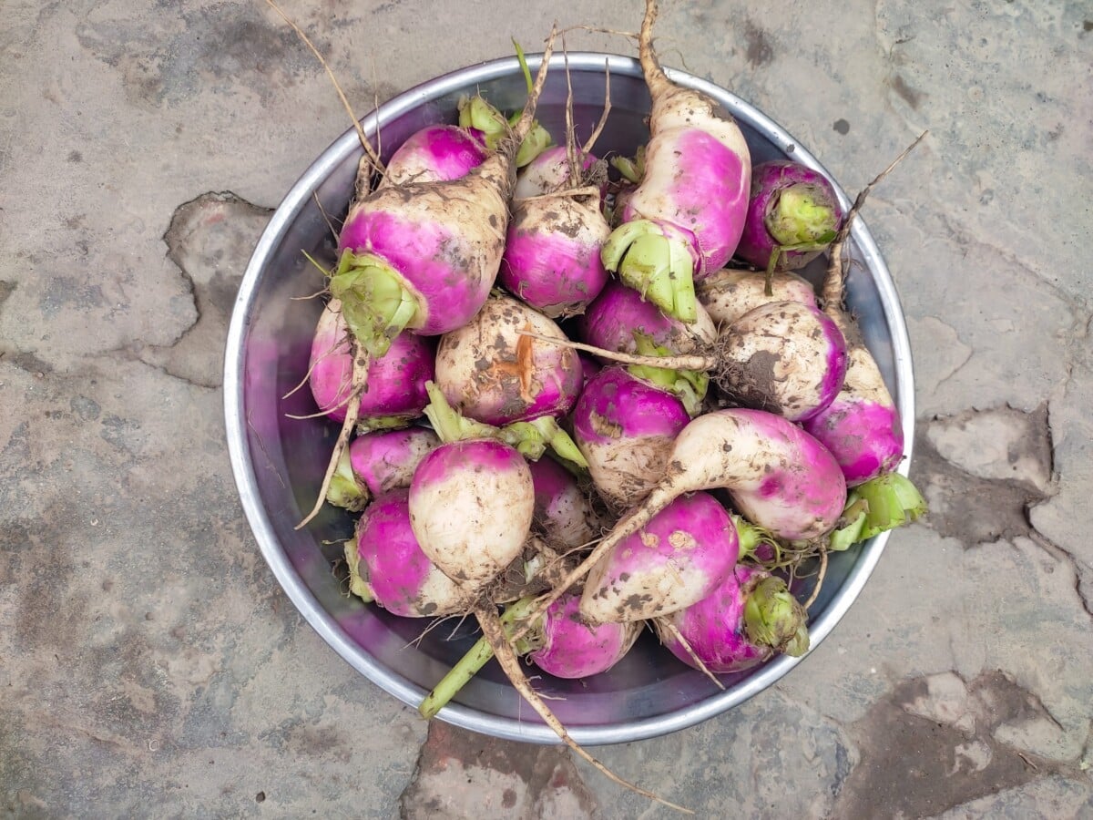 A bowl of freshly harvested turnips