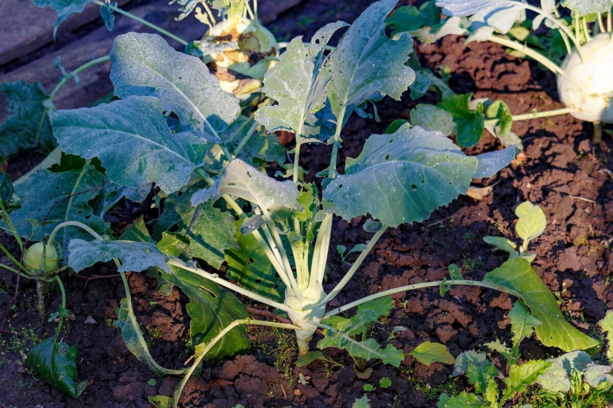 Kohlrabi in a veg garden on a sunny fall morning