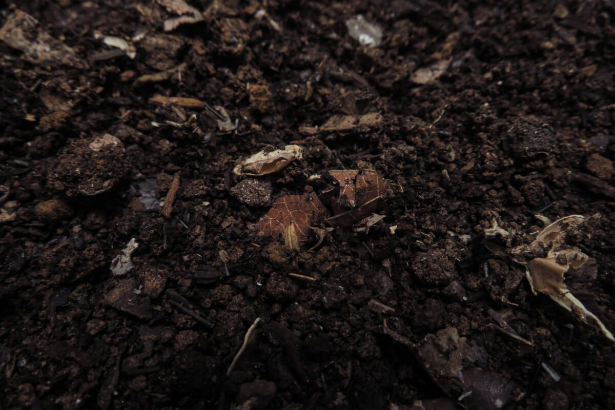 Compost with leaves in it