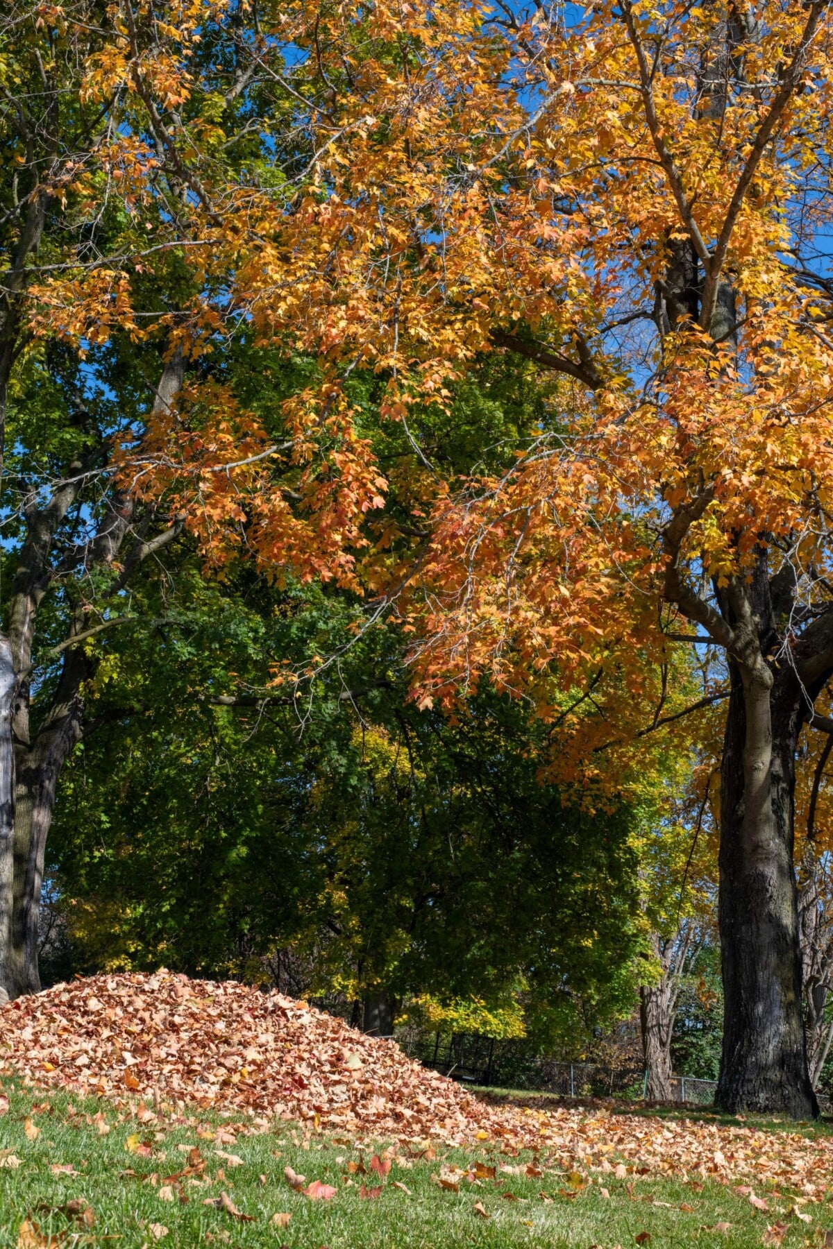 Pile of leaves beneath a maple tree in the fall