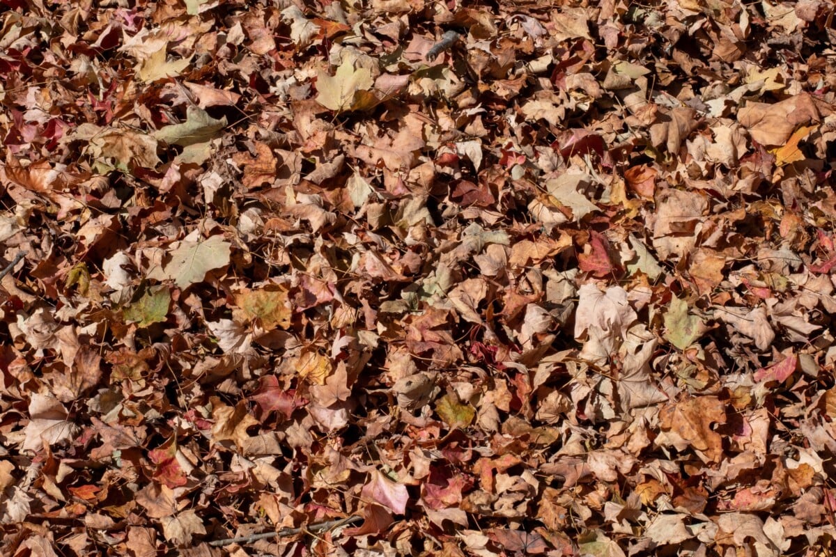 brown leaves