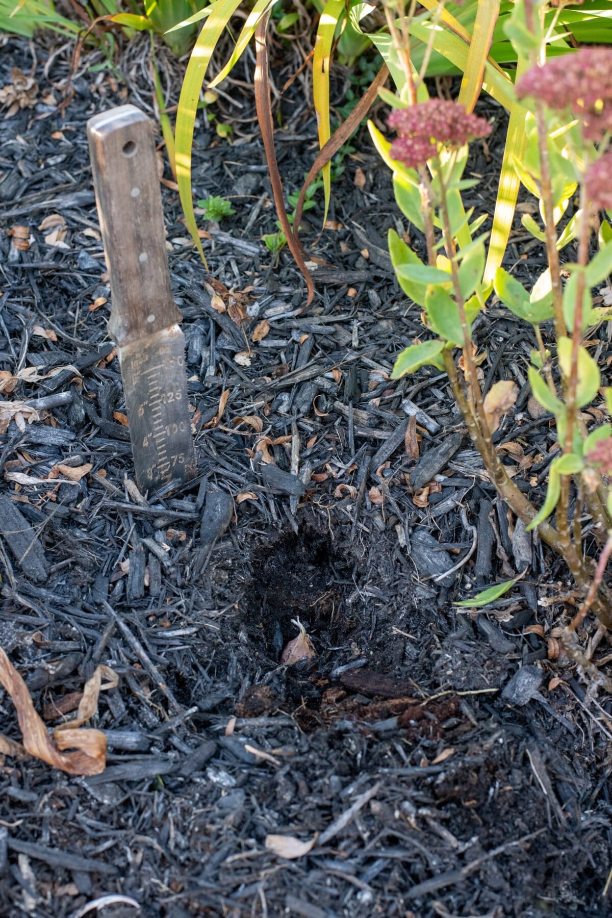 Planting a garlic clove