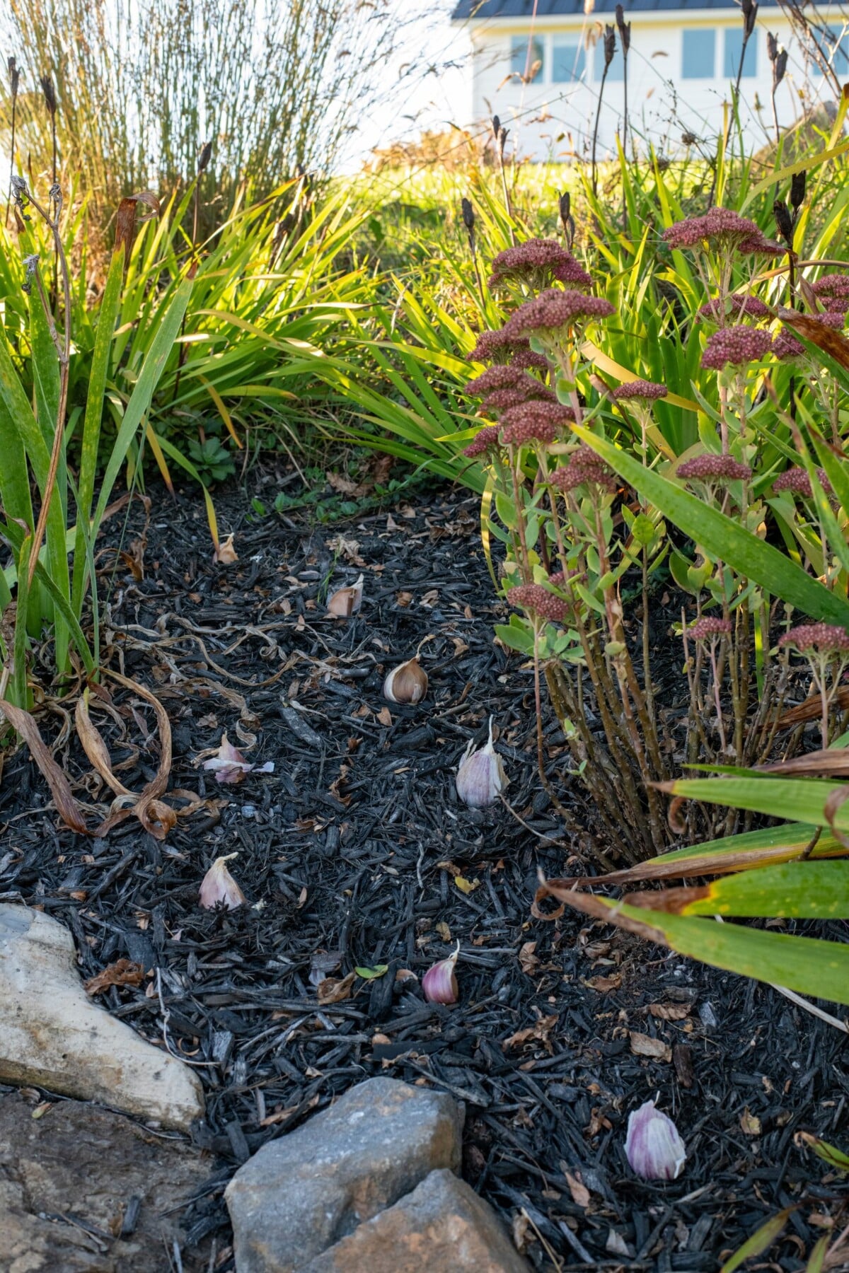 Garlic cloves studding the mulch of a flower bed