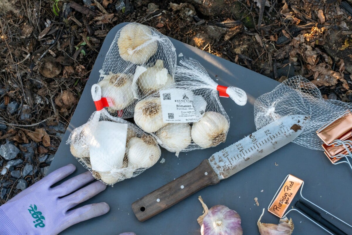 Garlic bulbs for planting in mesh bags