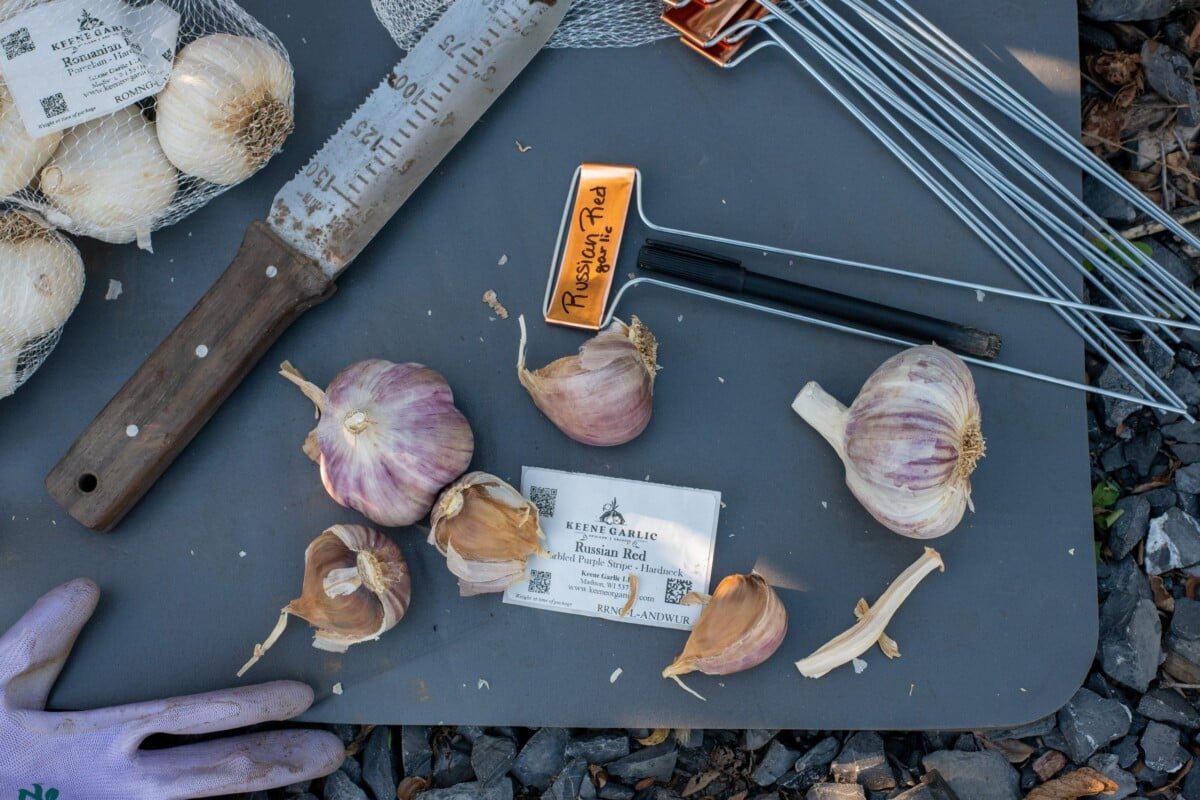 Garlic bulb pulled apart into cloves for planting