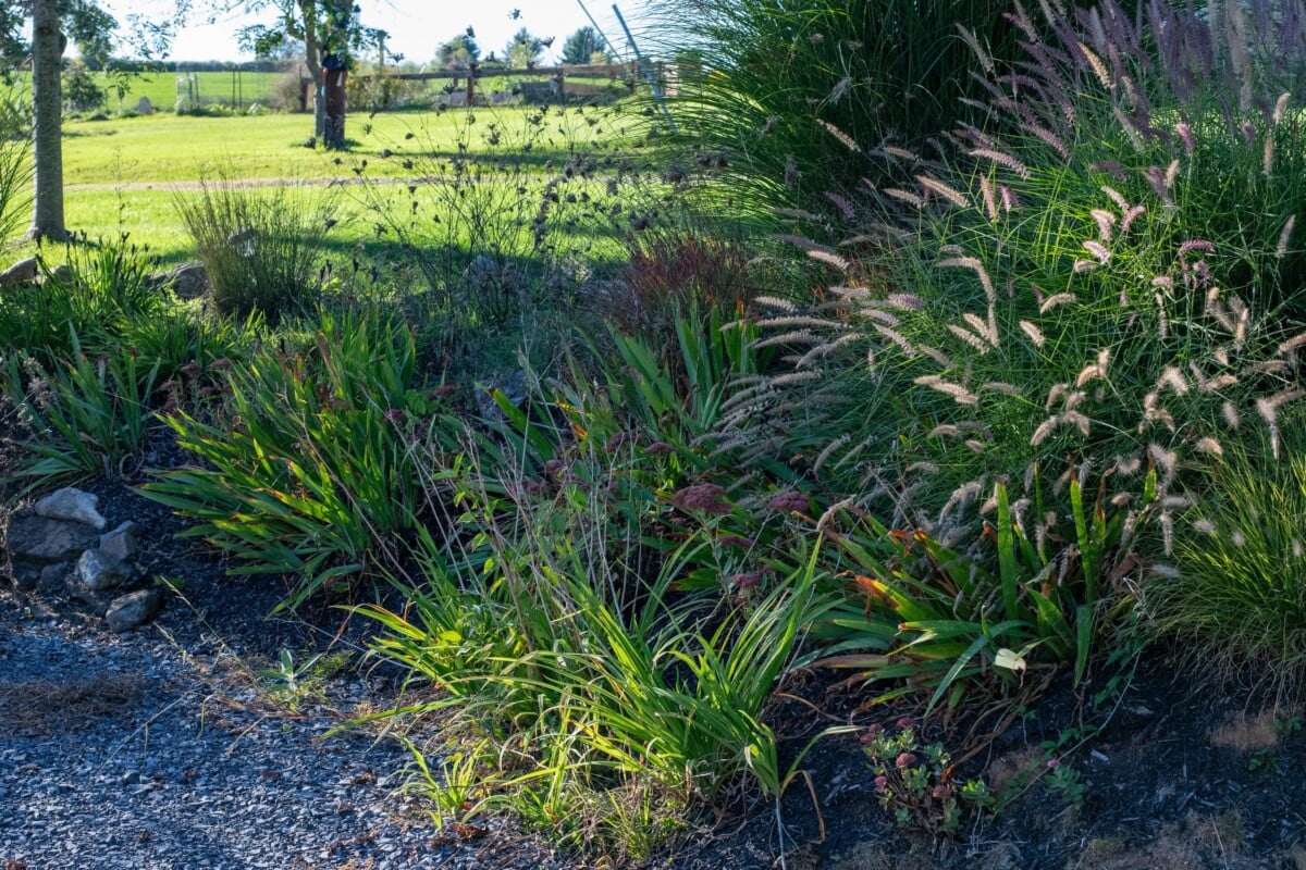 Fall flower bed in late afternoon sun